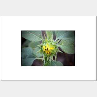 Sunflower Bud Posters and Art